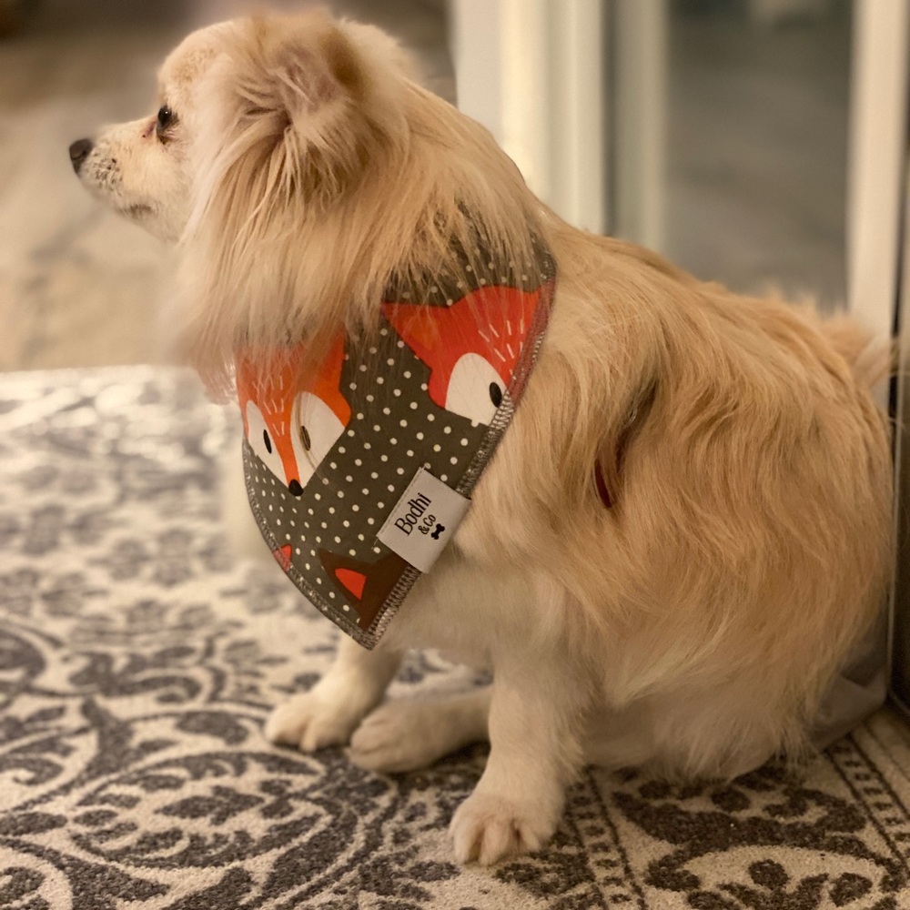 The Fox On The Hound Dog Bandana! - Picture 4 of 6